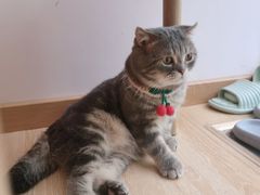 -猫咪派对(江南西店)