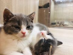-飞行喵MR PILOT|猫舍·猫咖(静安大融城店)