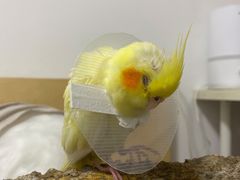 -中农大我爱我爱动物医院(甜水园店)