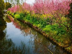 -南汇桃花村
