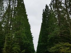 -东平国家森林公园