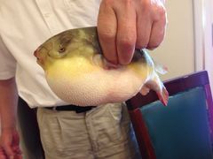 菊黄-长顺河豚馆(江洲东路)