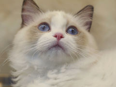 -lincat·猫舍(广州店)
