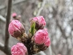 -桃花堤公园
