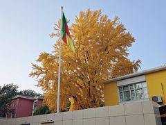 -三里屯东五街银杏大道
