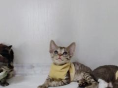 -Bastet sally猫舍购宠(静安店)