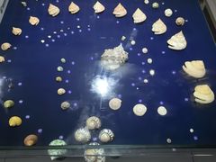 -青岛贝壳博物馆