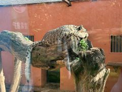 -青藏高原野生动物园