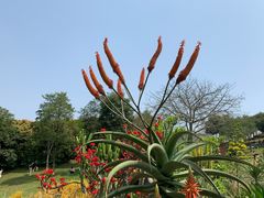 -东莞植物园