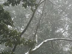 -张醪糟