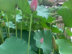 -陈家山荷花公园