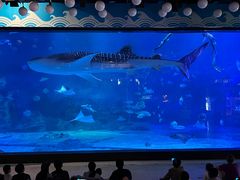 -烟台海昌鲸鲨海洋公园