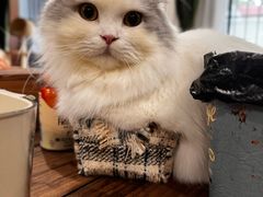 -momokira米努特·德文卷毛猫·棉花面纱犬