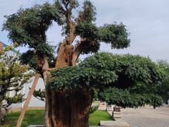 -国家植物园南园