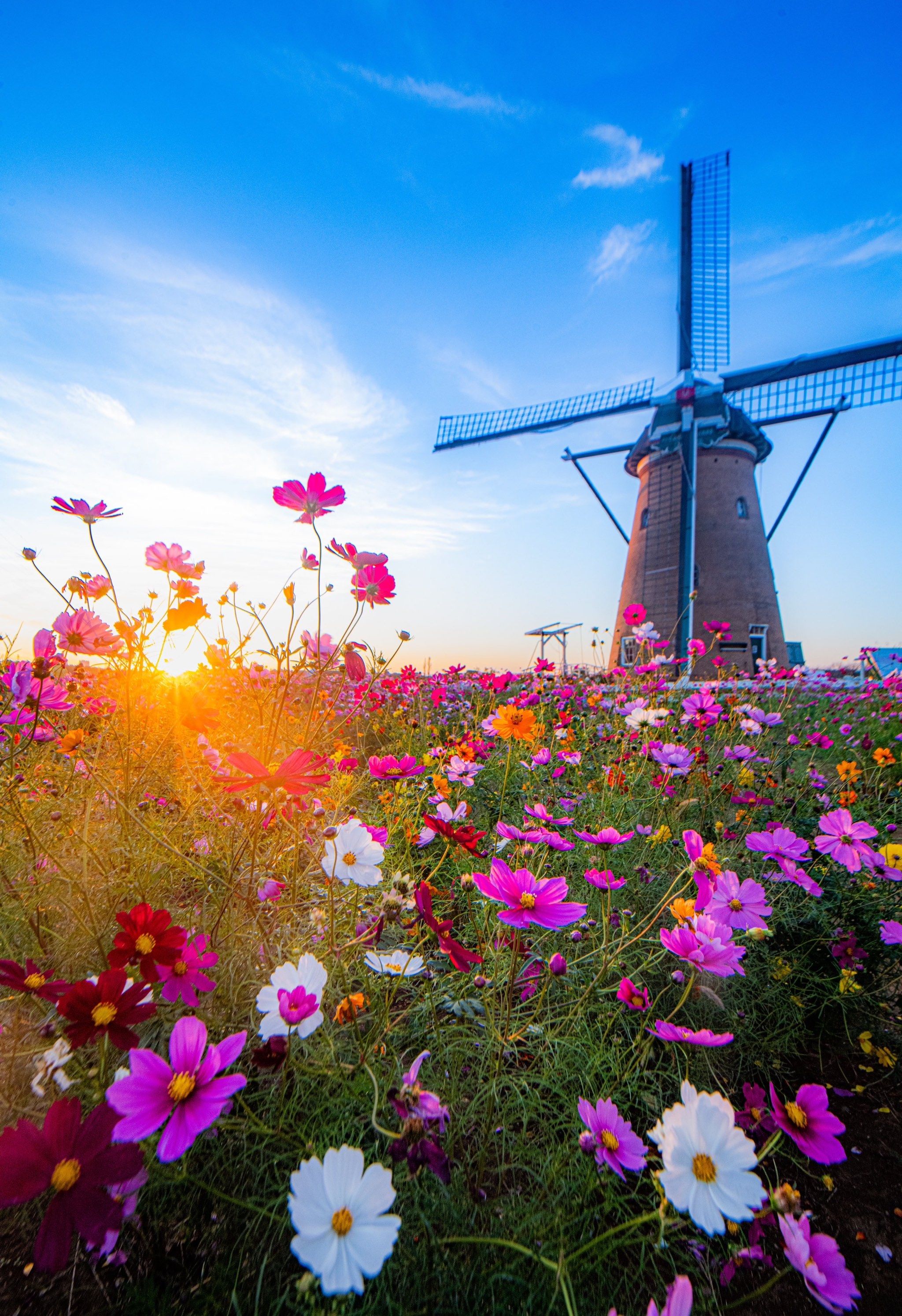 在日本看波斯菊的好去处