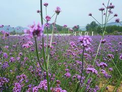 -北京东方普罗旺斯薰衣草庄园