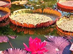 -国家植物园南园