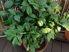 -伴山茶苑·围炉煮茶