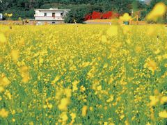 -光明小镇欢乐田园