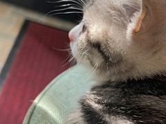 -客栈猫舍(中央北路店)