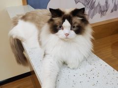 -滚猫咖啡·猫咖·猫友好撸猫(未来城店)