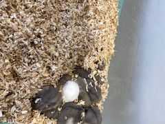 -怪兽屋·羊驼·猫咖·狗咖(俊华广场店)