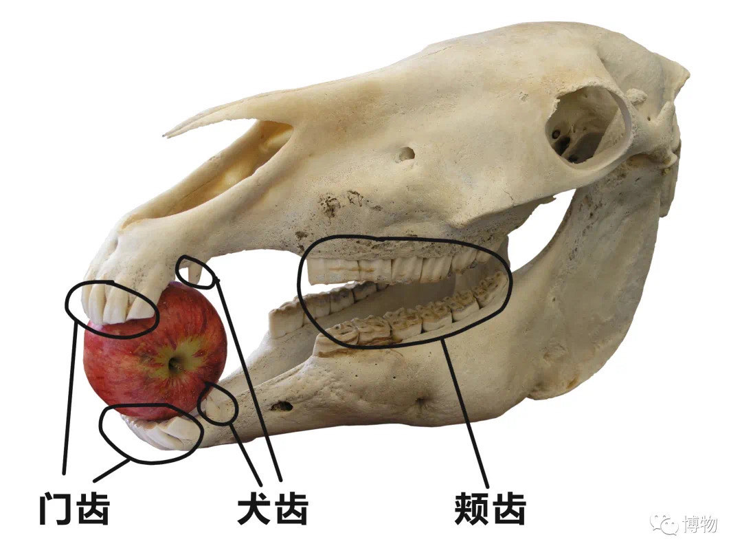 马的牙齿判断年龄图片图片