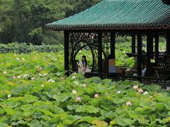 -桂湖森林公园