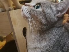 -猫色咖啡·猫咖