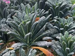 -中国天府农业博览园