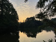 -深圳仙湖植物园