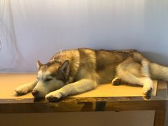 -Husky Go! 哈士奇体验馆·宠物咖啡厅狗咖