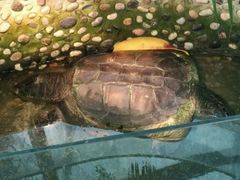 -上海大自然野生昆虫馆