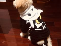 -翊宠yipet猫狗购宠庄园犬舍•猫舍