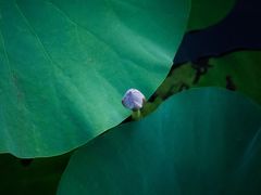 -羊亭河湿地公园