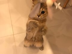 -猫大福·Fortune Cat猫舍(百子湾店)