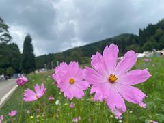 -武陵山森林公园