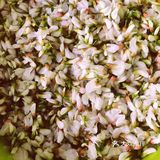 童年的芬芳[糖果]槐花香[调皮]一年只有这几天[双手合十]珍惜好时光
