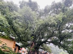 -杨家堂村