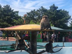 -西霞口神雕山野生动物世界