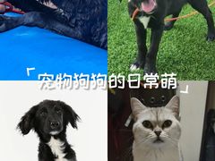 -宠爱国际动物医院·疑难骨科·心肾内科·皮肤科(太阳宫店)