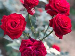 -人民公园(罗湖区)