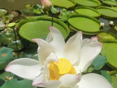 -曼听御花园