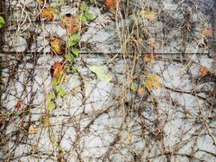 -鹿野苑石刻艺术博物馆