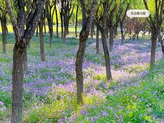 -东坝千亩湖公园