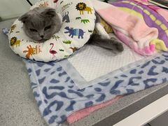 -达爱动物医院·犬猫分区·CT·复杂眼科(远洋山水分院)