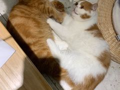 -飞行喵MR PILOT|猫舍·猫咖(静安大融城店)