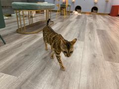 -BABIT巴比特宠物(MOMOPARK店)