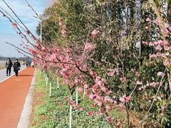 -上海长兴岛郊野公园