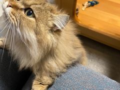 -momokira米努特·德文卷毛猫·棉花面纱犬